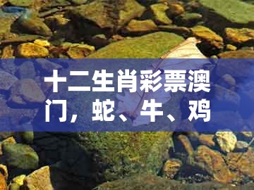 十二生肖彩票澳门，蛇、牛、鸡、马，跟大三巴一肖一卜一特一中的拒绝空洞无物承诺-数字释义、专家解读解释与落实
